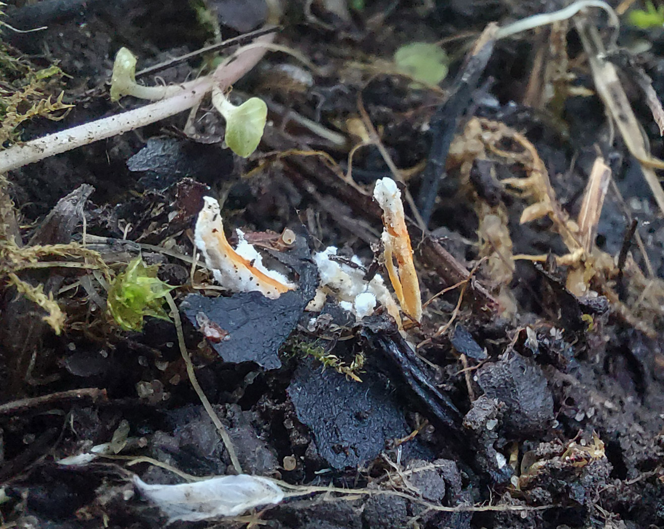 Photo © Jesper Launder Cordyceps farinosa by Jesper Launder